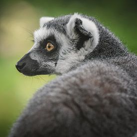 Ring tailed lemur portrait by Nikki IJsendoorn