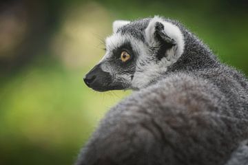 Ring tailed lemur portrait by Nikki IJsendoorn