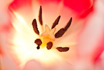 Die Tulpe von Stefan Bakker