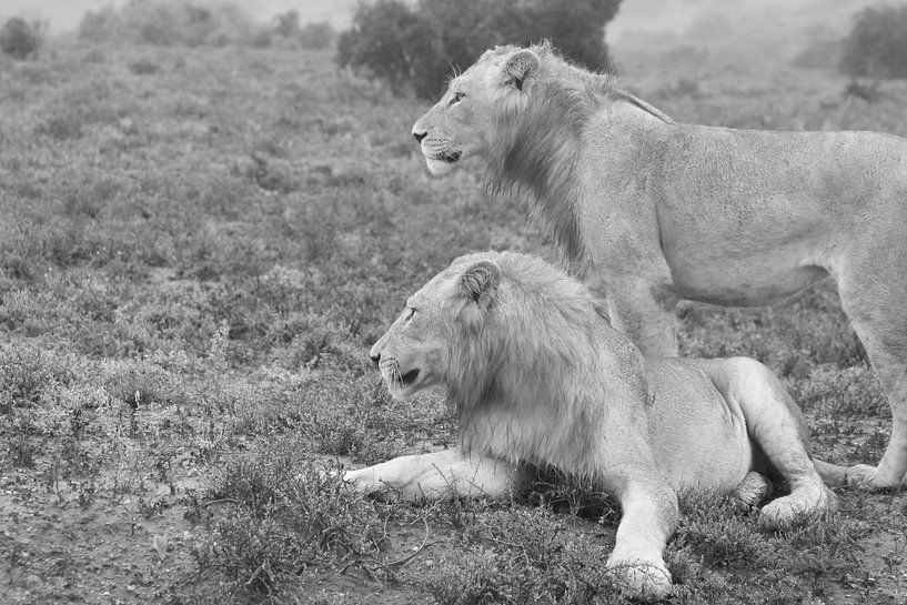 Zwei wilde afrikanische Löwen schwarz-weiß von Bobsphotography