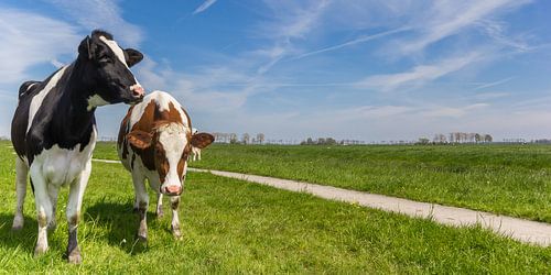 Two cows standing near a bicycle path in Groningen