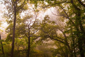 Beech tree forest landscape during a foggy autumn morning with sunlight through the canopy by Sjoerd van der Wal Photography