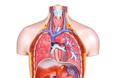 Kunstmatig model menselijk lichaam op wit