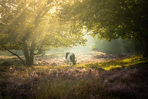 Sun harps above the blooming heather