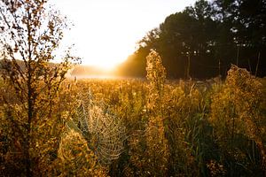 Dutch autumn