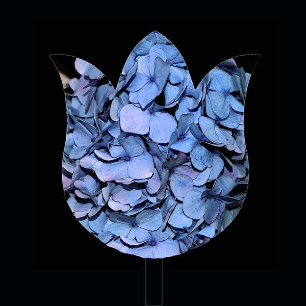 Bleu hortensia par Ina Hölzel