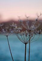 Frozen nature