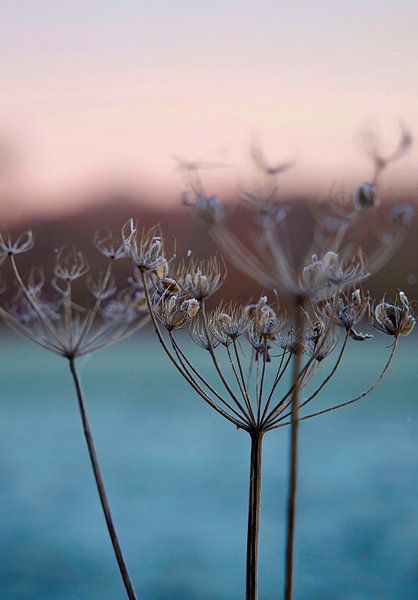 Gefrorene Natur von Laura Krol