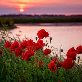 Klaprozen op Texel. von Justin Sinner Pictures ( Fotograaf op Texel)