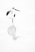 stilted grebe