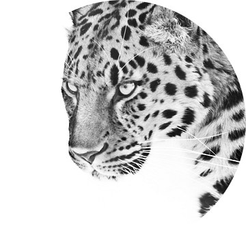Blik van een luipaard die vooruit in een semi-profile zwart-witfoto loopt, witte achtergrond van Michael Semenov
