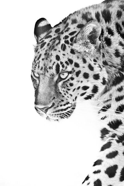 Blick eines Leoparden, der im Halbprofil vorwärts geht, Schwarz-Weiß-Foto, weißer Hintergrund von Michael Semenov