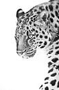 Blick eines Leoparden, der im Halbprofil vorwärts geht, Schwarz-Weiß-Foto, weißer Hintergrund von Michael Semenov Miniaturansicht