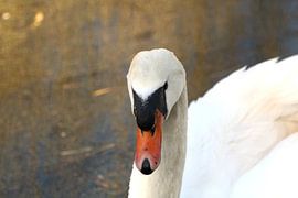 Schwan von Mindert Dusselaar