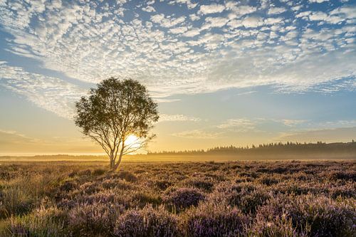 Nebliger Sonnenaufgang über den blühenden Mooren