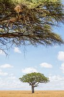 Leopard lazing in the Serengeti