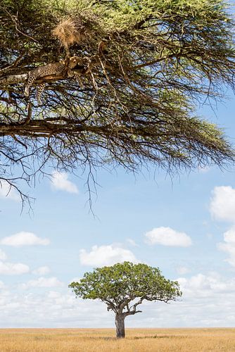 Leopard lazing in the Serengeti by Jeroen Middelbeek