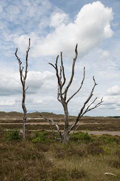 arbres morts dans la zone des dunes de schoorl