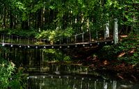 The bridge in the forest a crossing to ................