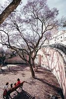 Prachtige boom in bloei op plein in Lissabon, Portugal.