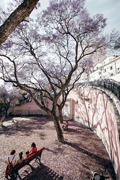 Schöner blühender Baum auf einem Platz in Lissabon, Portugal. von Bart Clercx