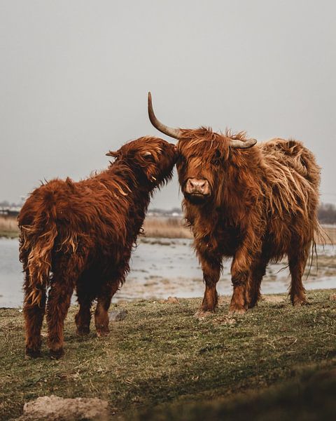 Schotse Hooglanders van Robbert Krol