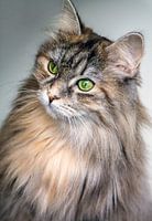 Langhaarige Katze