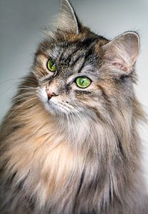 Chat à poils longs