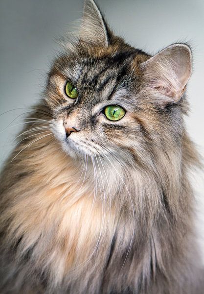 Chat à poils longs par YesItsRobin
