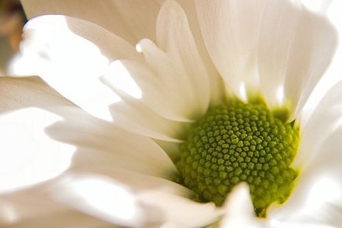 Sierlijke witte bloem