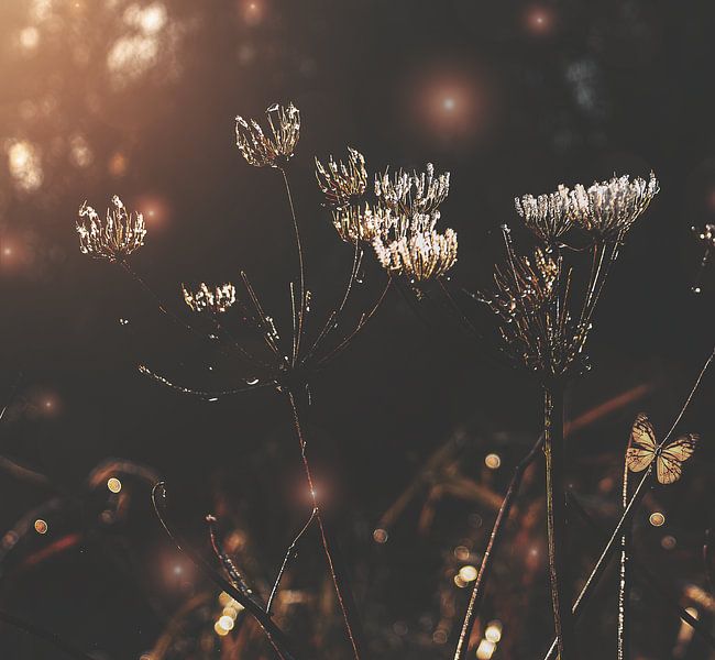 frosty morning by Jess Klikt Fotografie