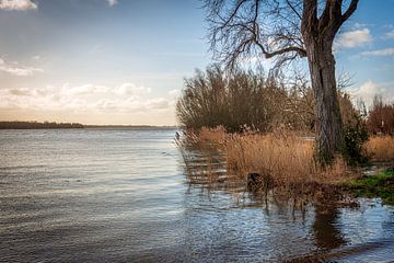 Stemmig beeld van riet en een boom aan de oever van een rivier van Ruud Morijn