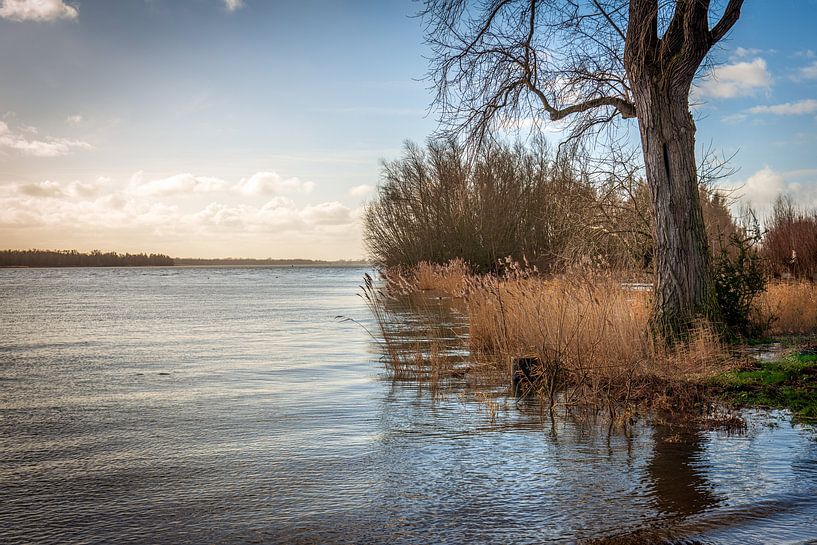 Moody image of reeds and a tree on the bank of a river by Ruud Morijn