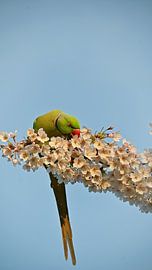 Green parrot on cherry blossoms by Bambi Lu