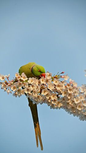 Groene papegaai op kersenbloesem