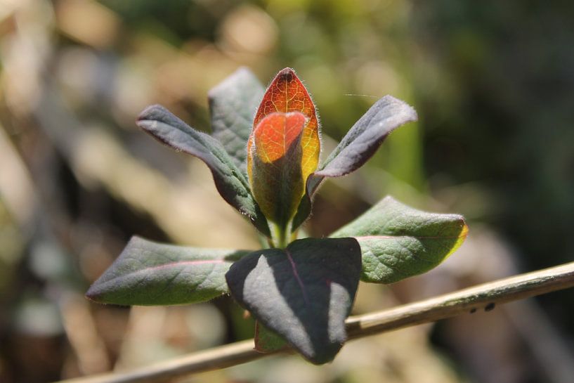 Natuurfotografie by Anita Moek