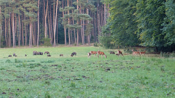 Herten, Zwijnen