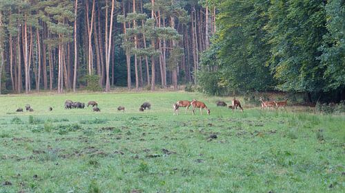 Herten, Zwijnen