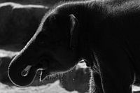 Elephant Zoo Emmen