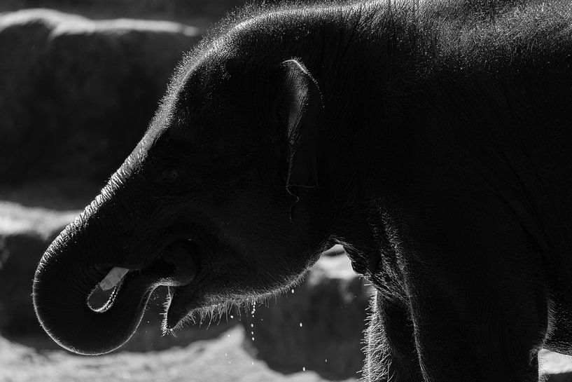 Elephant Zoo Emmen van Arjan Benders