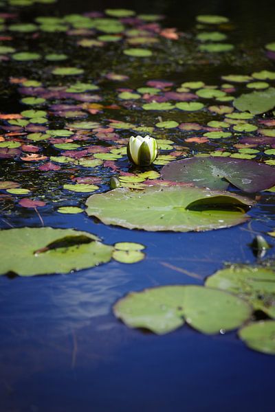 Seerose von Jan Brons
