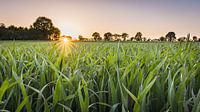 Coucher de soleil dans le Münsterland par Steffen Peters Aperçu