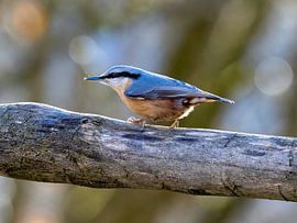 A nuthatch on a log