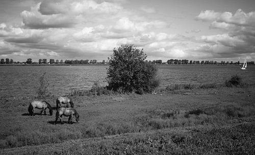 Thinking of Holland...