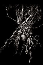 Kartoffel von Fotogallery