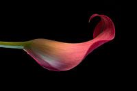 flower on black background