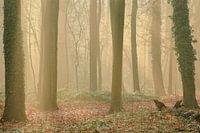 Sonnenstrahlen durch die Bäume / Sonnenaufgang / Naturfotografie