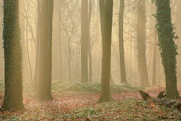 Rayons de soleil à travers les arbres / Lever de soleil / Photographie de nature sur Anke Sol