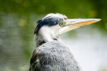 Blauwe reiger van nathalieg_photography