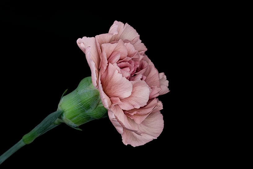 Œillet par Jordi Gerla
